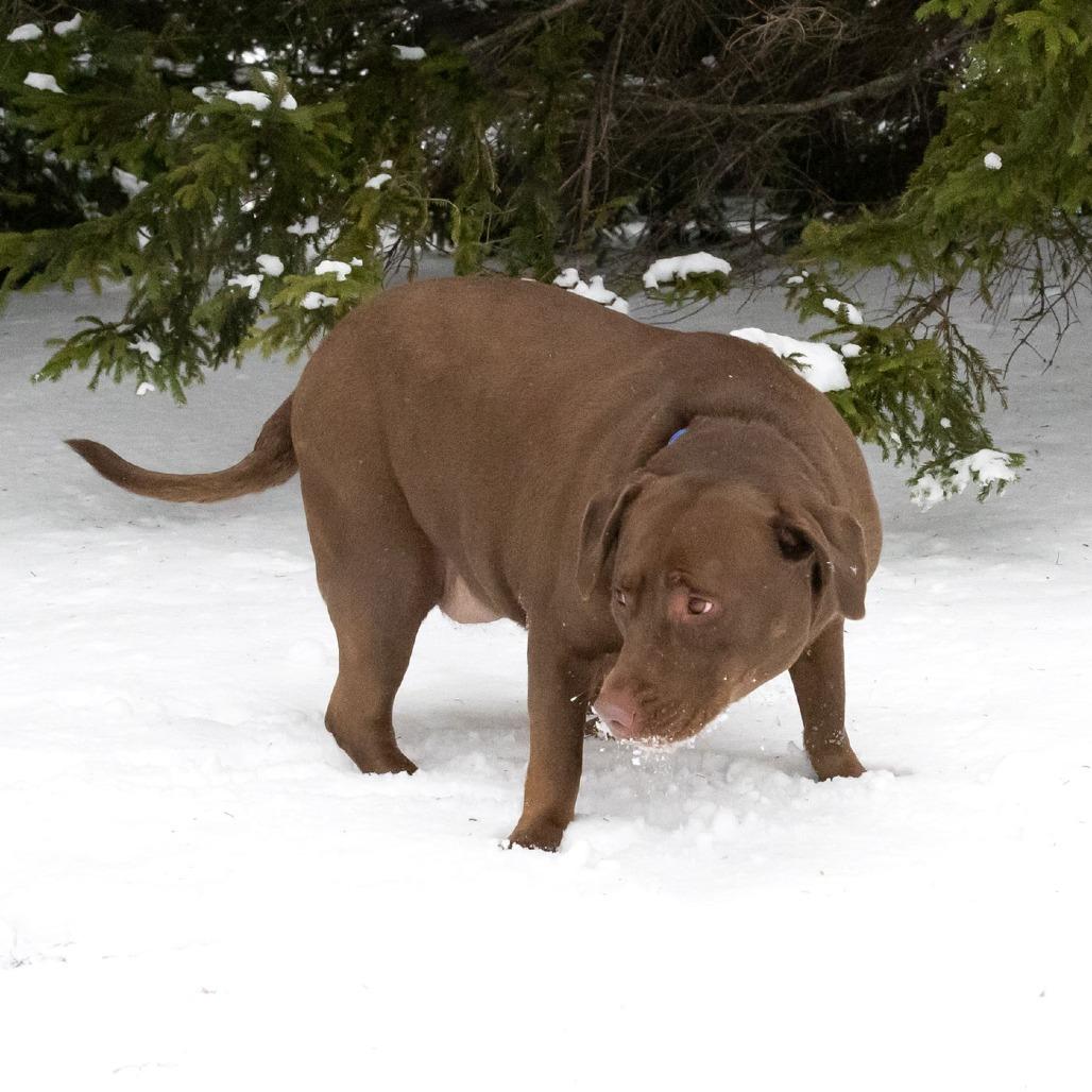 Enlarge Carmella, a Adoptable mixed breed in Erie, PA image 4/6