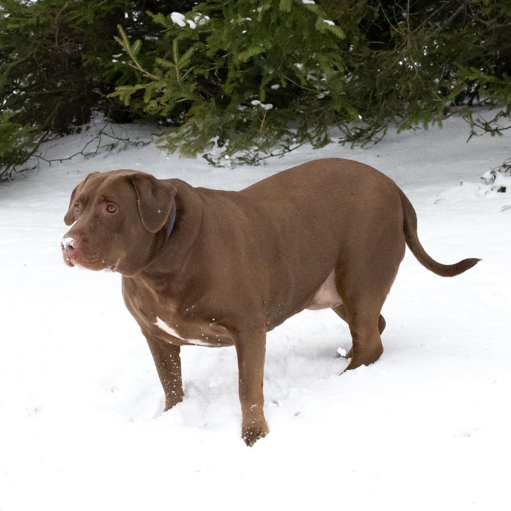 Enlarge Carmella, a Adoptable mixed breed in Erie, PA image 5/6