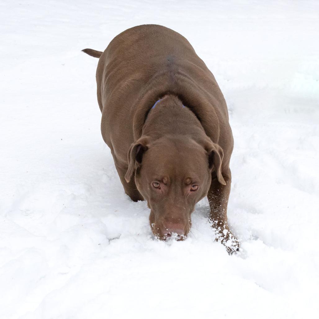 Enlarge Carmella, a Adoptable mixed breed in Erie, PA image 6/6