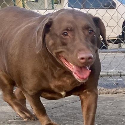Enlarge Carmella, a Adoptable mixed breed in Erie, PA image 1/1