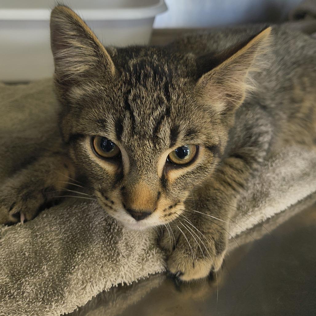 Lynx, Adoptable, Kitten Male Domestic Short Hair.