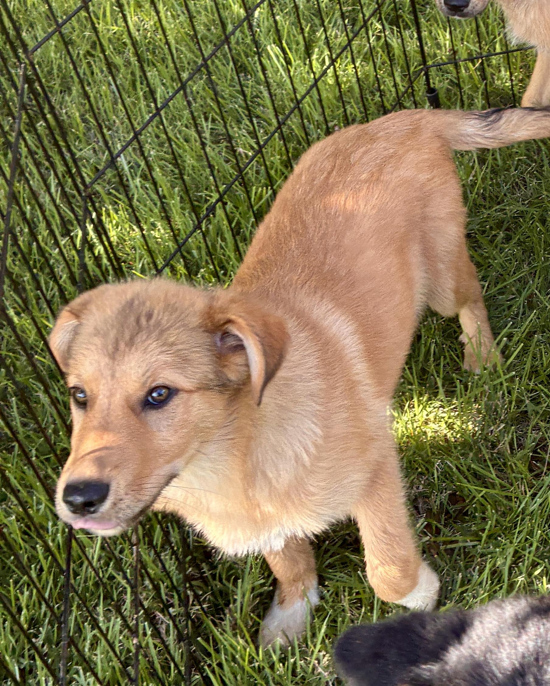 Tessa, adopted, Puppy Female Golden Retriever & Flat-Coated Retriever.