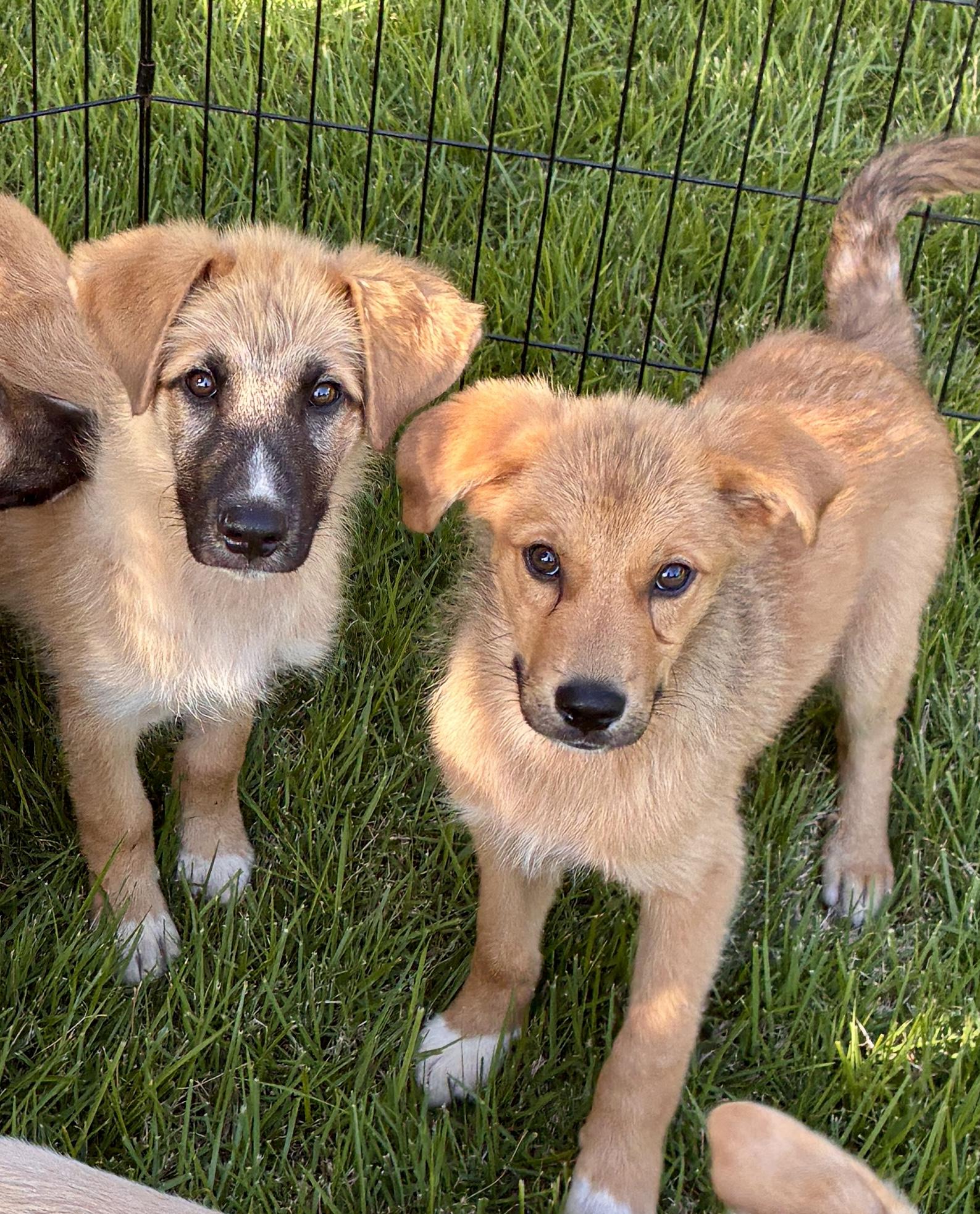Tessa, an adopted mixed breed in Cincinnati , OH image 3/3