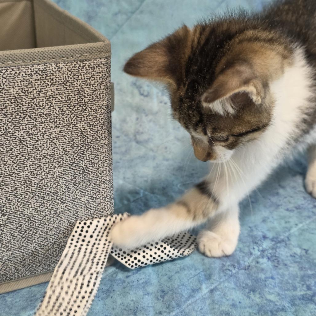 Enlarge Pop (bonded with Snap), a Adoptable Domestic Short Hair in Santa Rosa, CA image 2/4