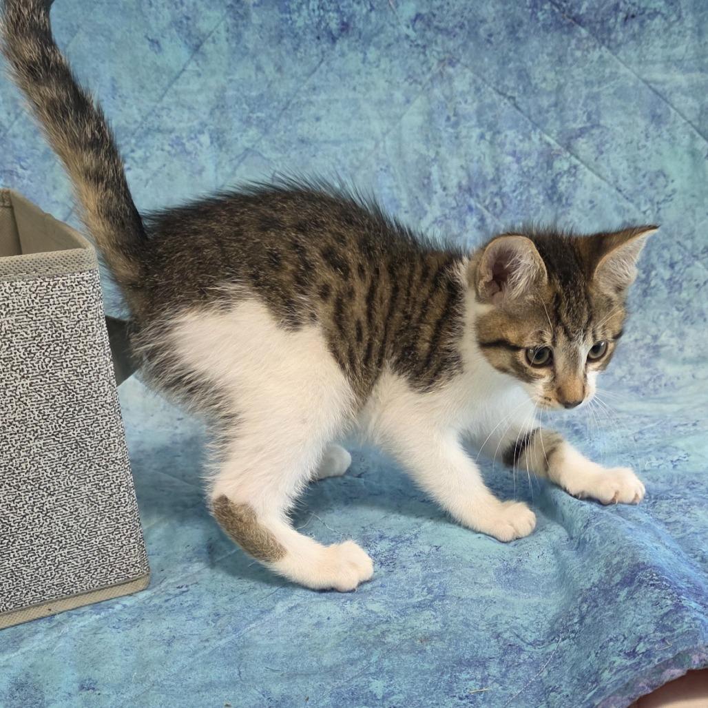 Enlarge Pop (bonded with Snap), a Adoptable Domestic Short Hair in Santa Rosa, CA image 3/4