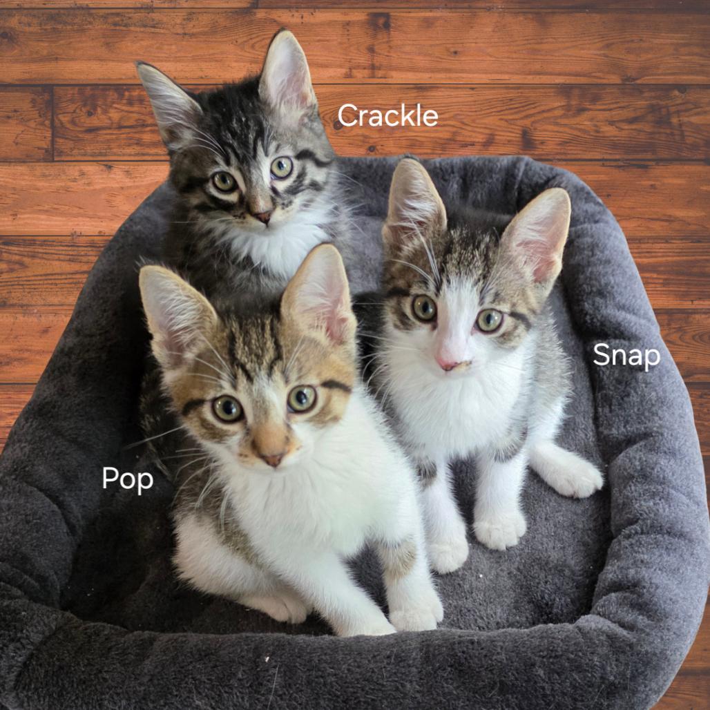 Enlarge Pop (bonded with Snap), a Adoptable Domestic Short Hair in Santa Rosa, CA image 4/4