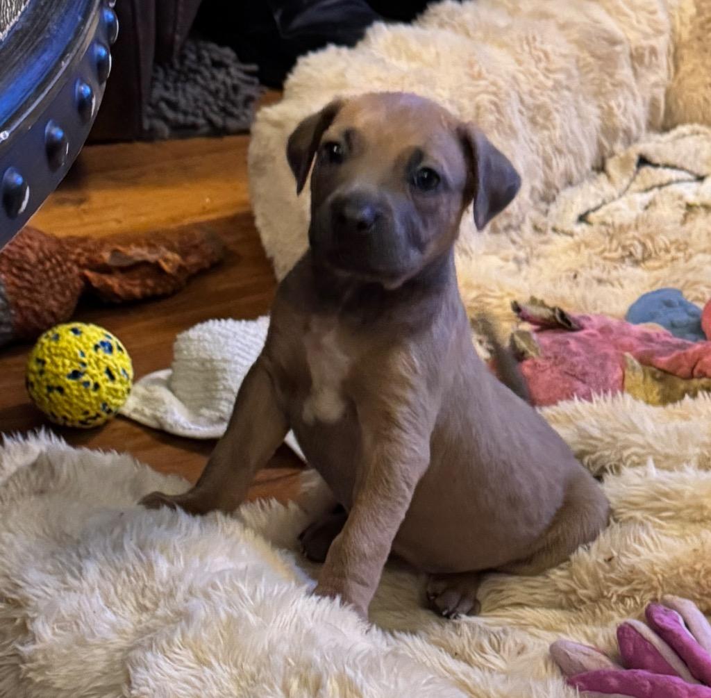 Amara, Adoptable, Puppy Female Boxer & Terrier.