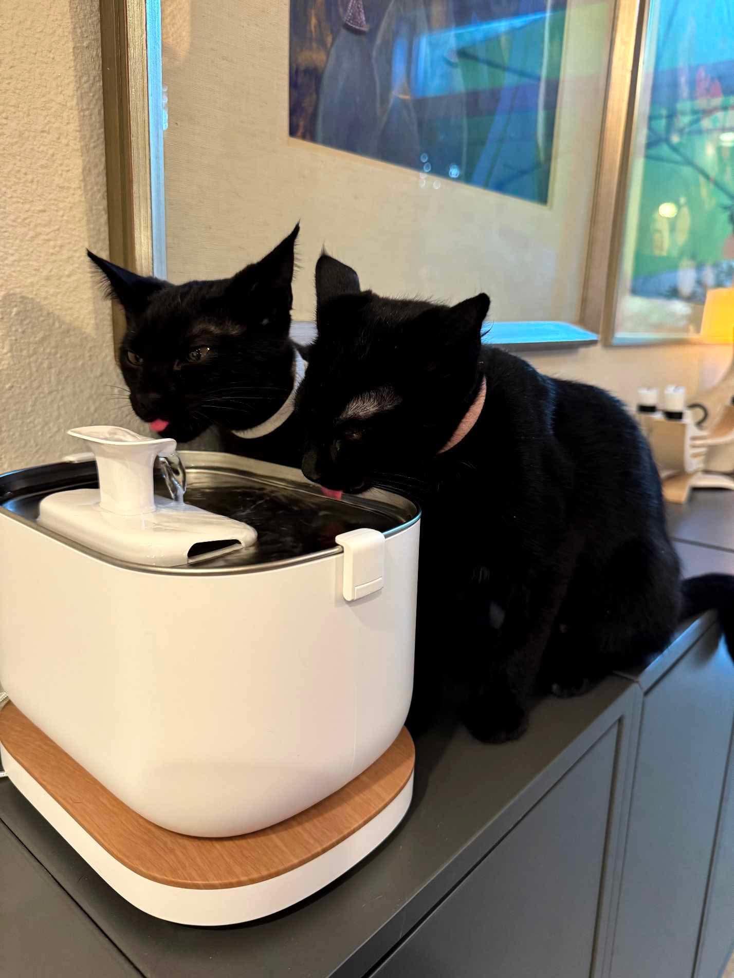 Beatrice & Lilibet 20% off (Bonded Sisters), Adoptable, Young Female Domestic Short Hair & Bombay.