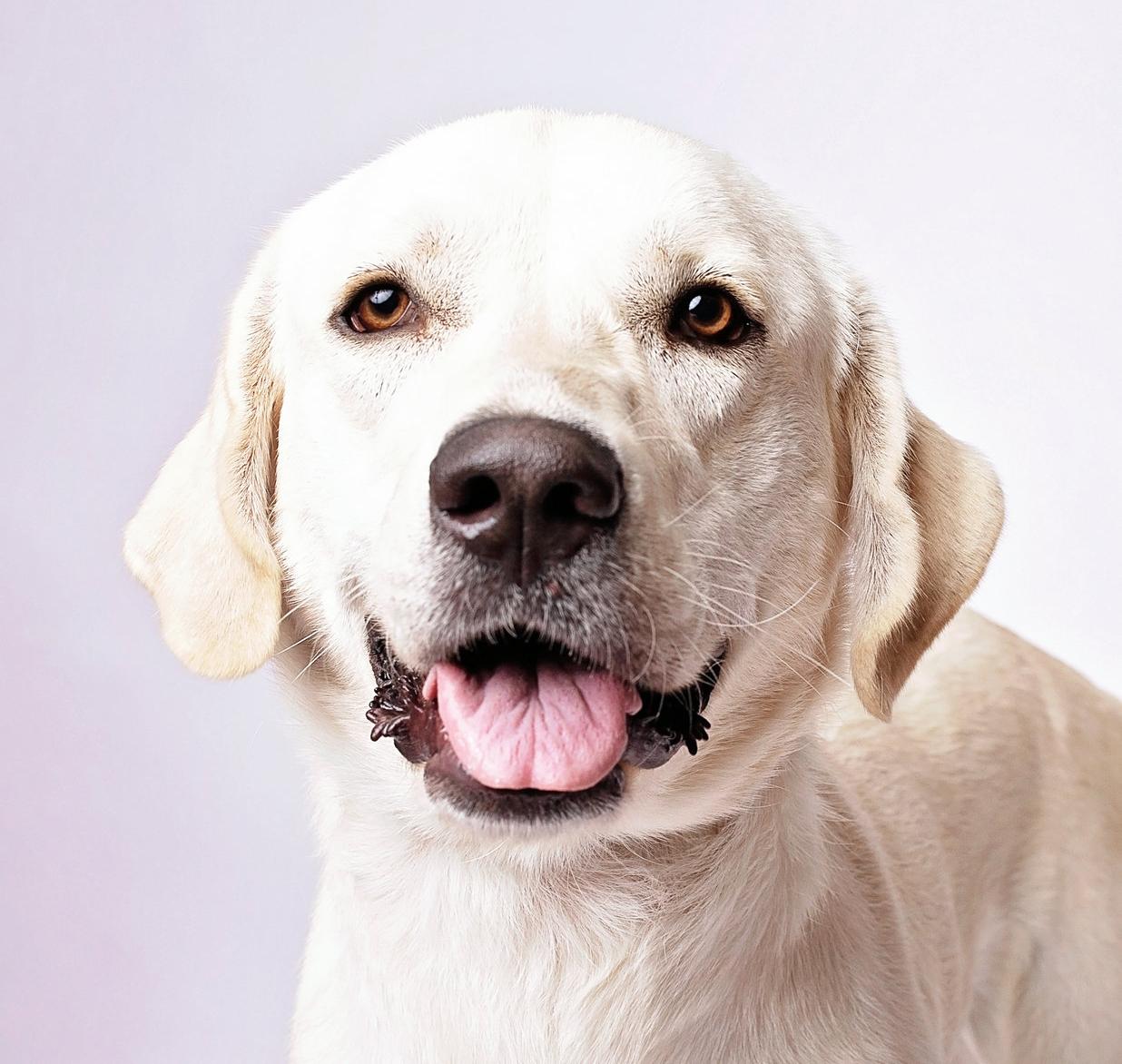 Ruby — thumbnail 5