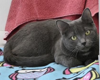 Enlarge Miss, a Adoptable Domestic Short Hair in West Seneca, NY image 2/2
