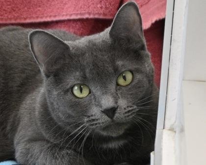 Enlarge Miss, a Adoptable Domestic Short Hair in West Seneca, NY image 2/2