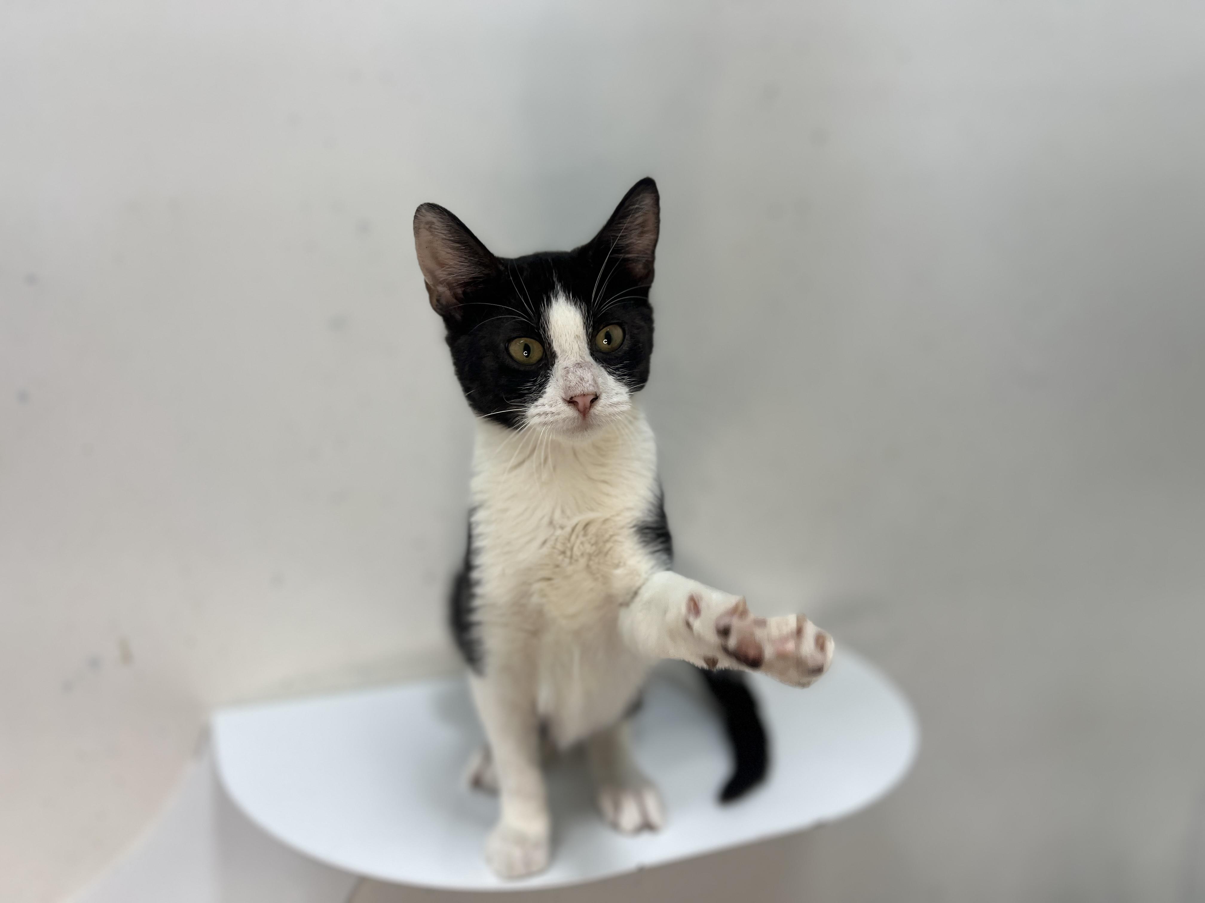 Beasty, a Adoptable Domestic Short Hair in chino, CA image 2/6