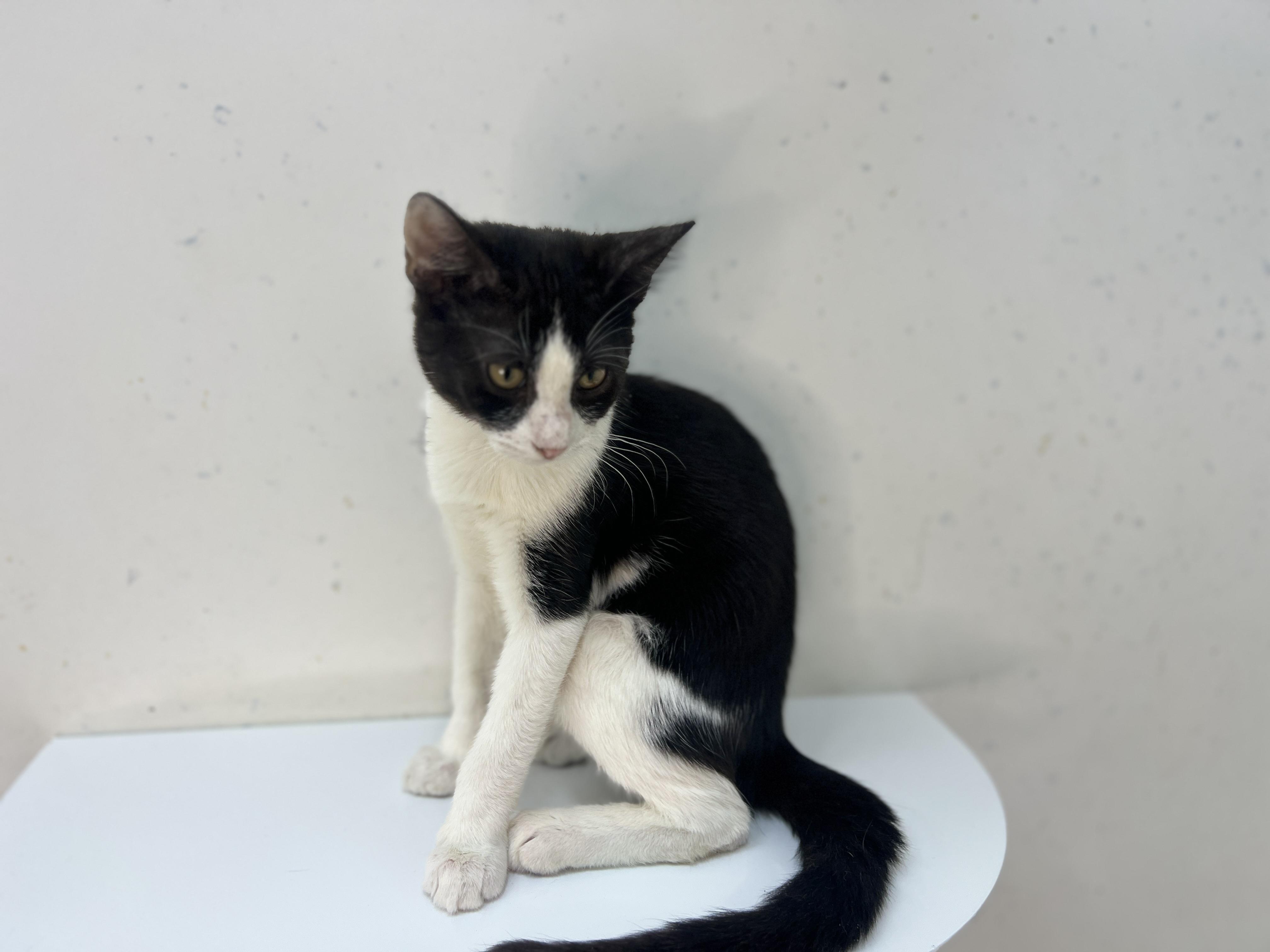 Beasty, a Adoptable Domestic Short Hair in chino, CA image 4/6