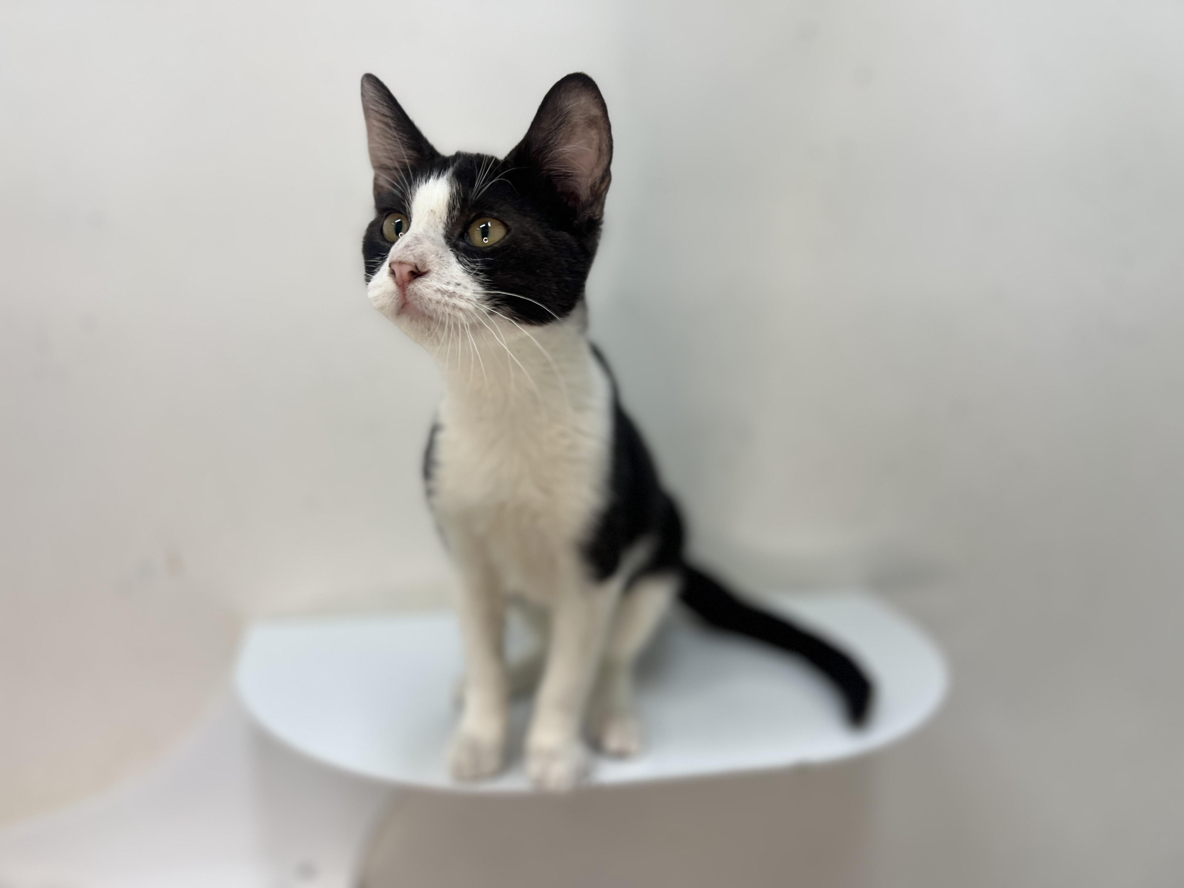 Beasty, a Adoptable Domestic Short Hair in chino, CA image 6/6