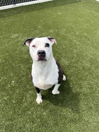 Cheddar, Adoptable, Adult Female Mixed Breed & Mixed Breed.
