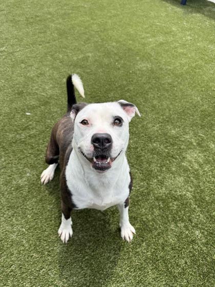 Enlarge Cheddar, a Adoptable mixed breed in Lafayette, IN image 1/3