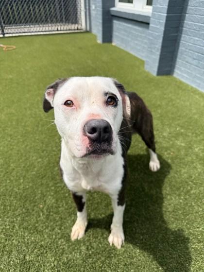 Enlarge Cheddar, a Adoptable mixed breed in Lafayette, IN image 2/3