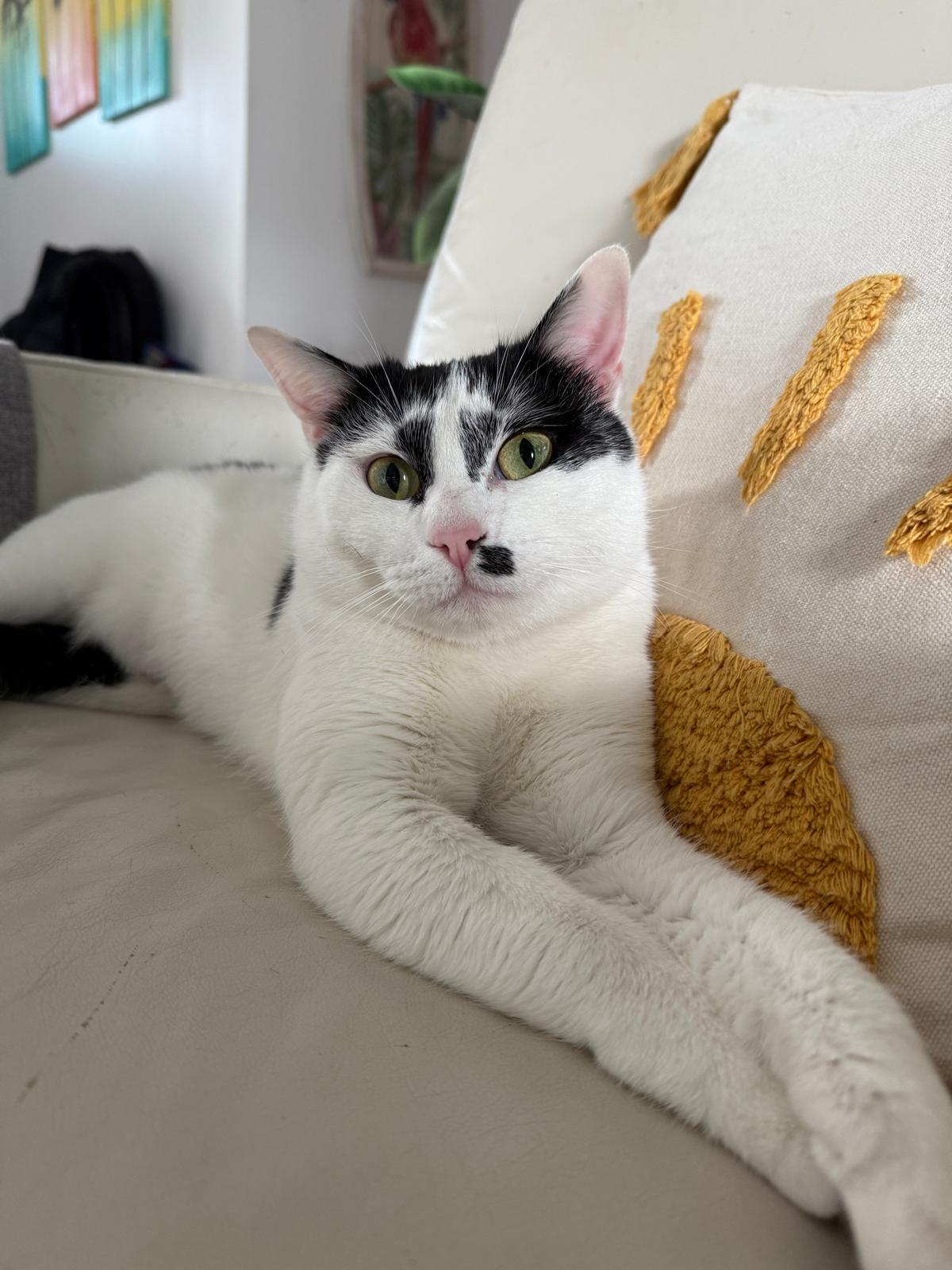 Marilyn, Adopted, Adult Female Domestic Short Hair.