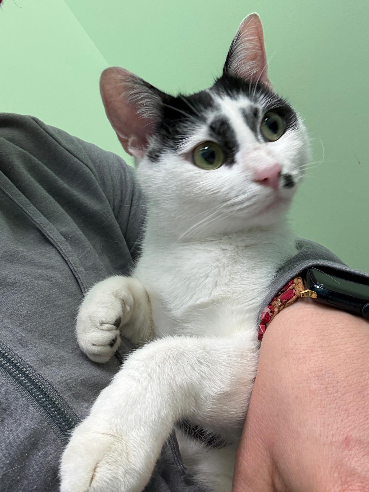 Enlarge Marilyn, a Adopted Domestic Short Hair in Sandy Springs, GA image 1/5