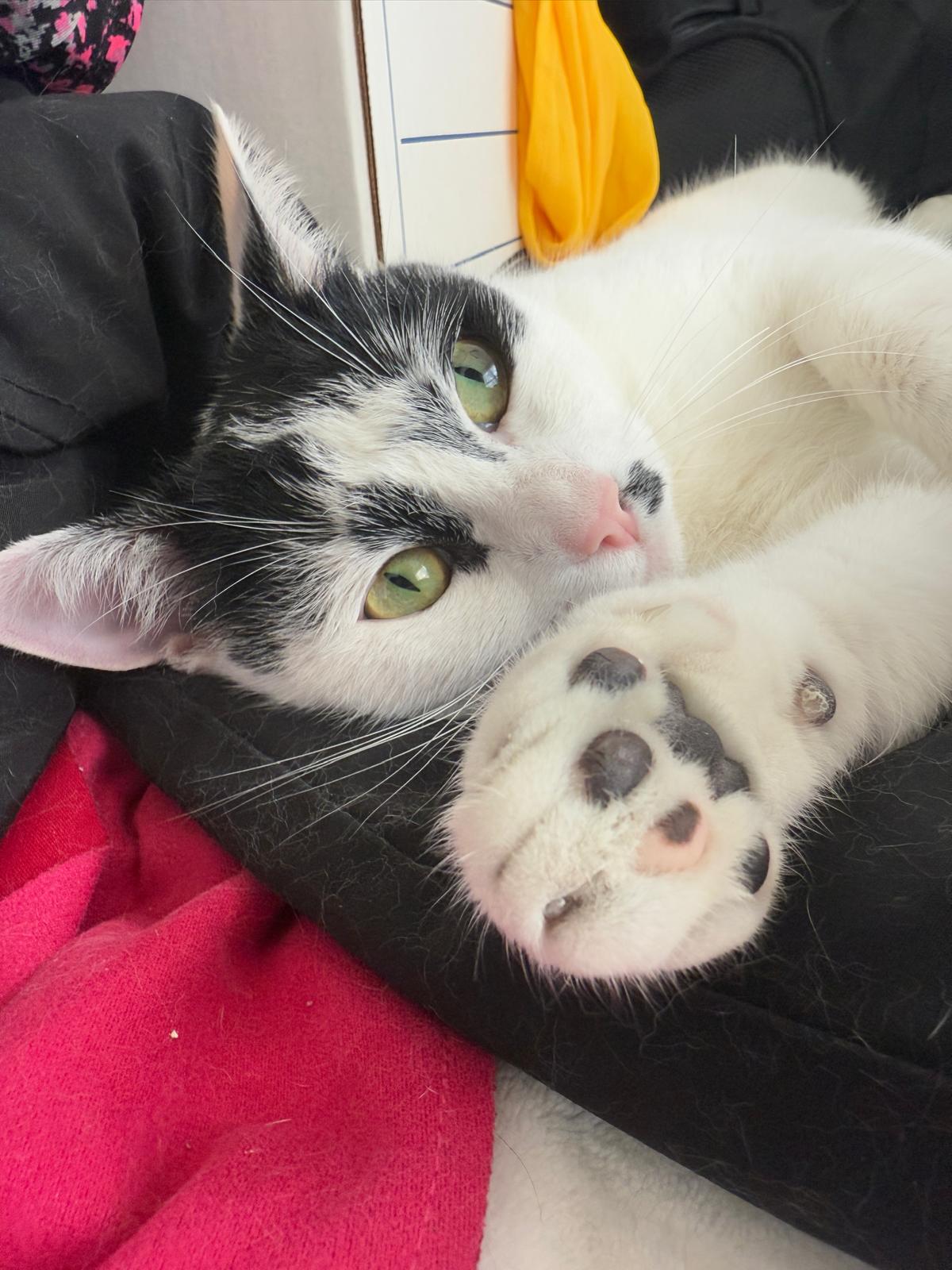 Enlarge Marilyn, a Adopted Domestic Short Hair in Sandy Springs, GA image 3/5