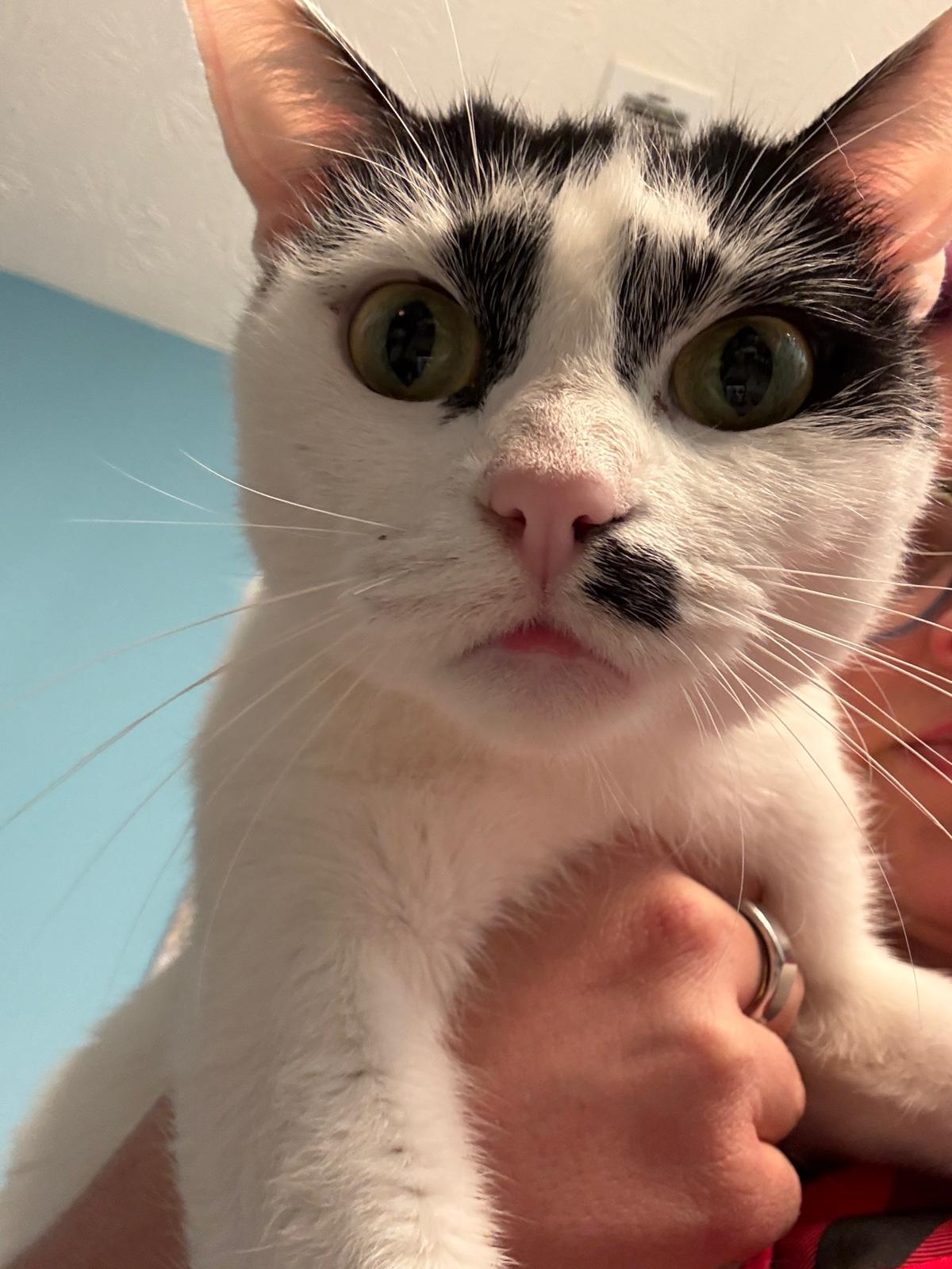 Enlarge Marilyn, a Adopted Domestic Short Hair in Sandy Springs, GA image 4/5