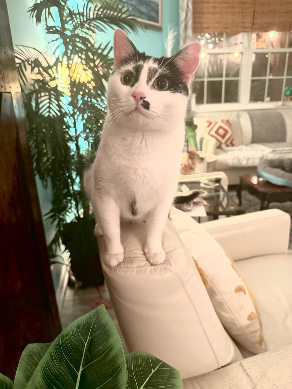 Enlarge Marilyn, a Adopted Domestic Short Hair in Sandy Springs, GA image 5/5