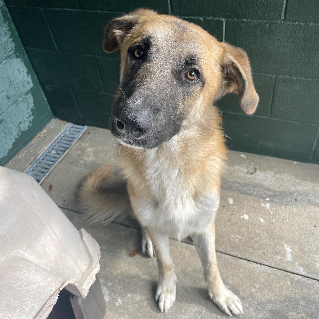 Popsie, Adoptable, Adult Male Anatolian Shepherd & German Shepherd Dog.