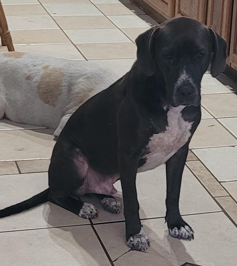 Hank The Tank, Adoptable, Young Male Labrador Retriever & Catahoula Leopard Dog.