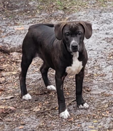 Hank The Tank, a Adoptable mixed breed in Chiefland, FL image 3/4