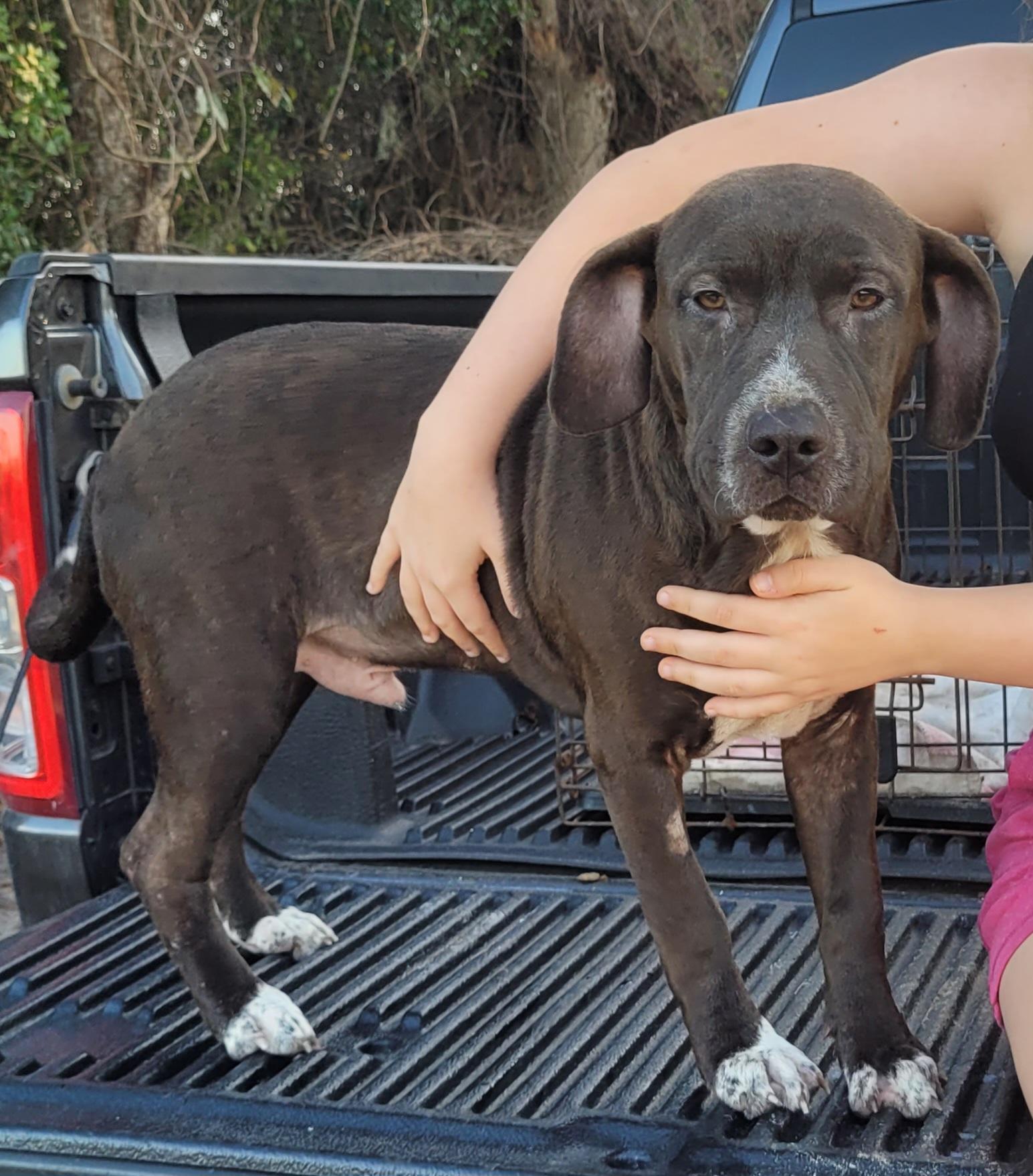 Hank The Tank, a Adoptable mixed breed in Chiefland, FL image 4/4