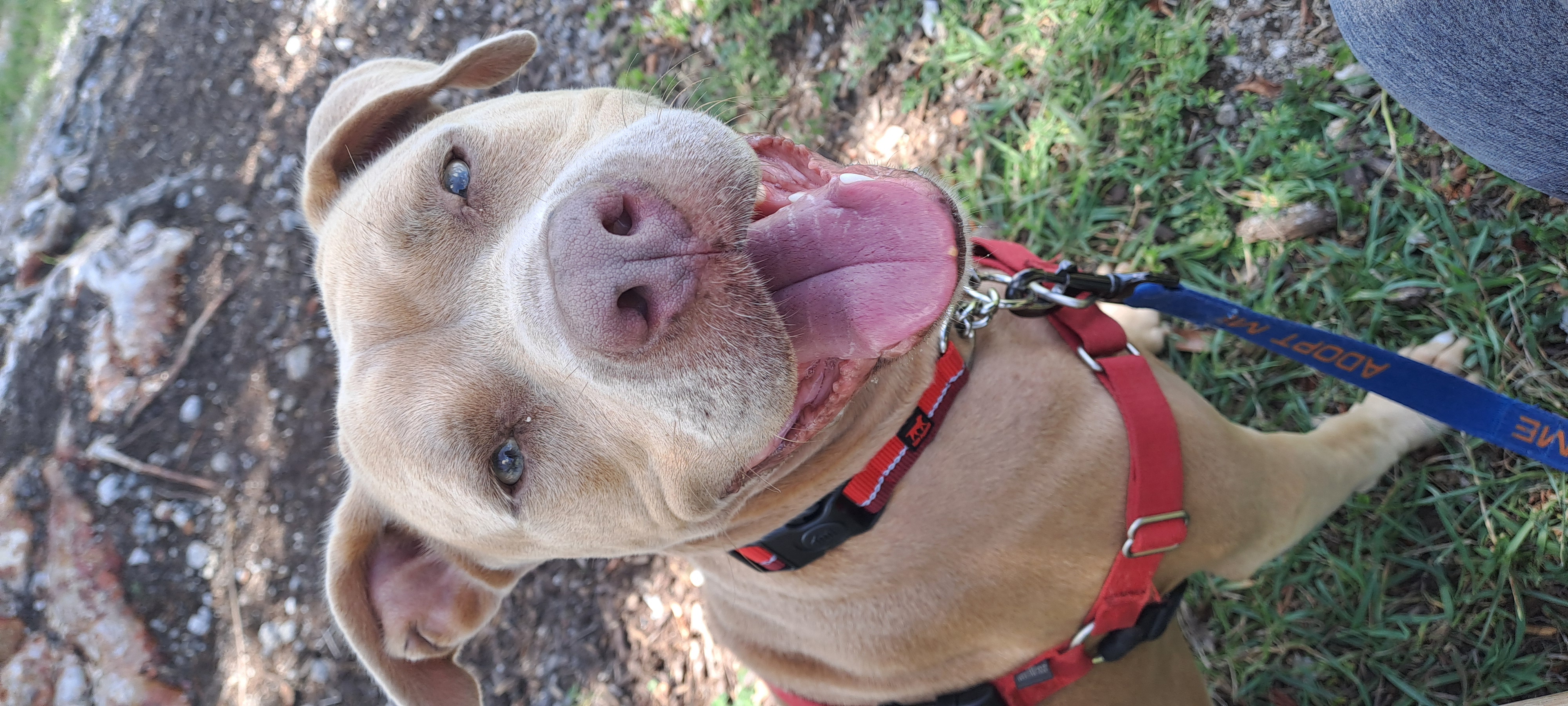 Ambrosia, Adoptable, Adult Female American Staffordshire Terrier.