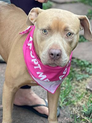 Enlarge Ambrosia, a Adoptable American Staffordshire Terrier in Miami, FL image 2/3