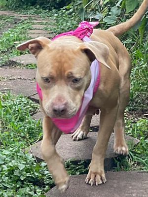 Enlarge Ambrosia, a Adoptable American Staffordshire Terrier in Miami, FL image 3/3
