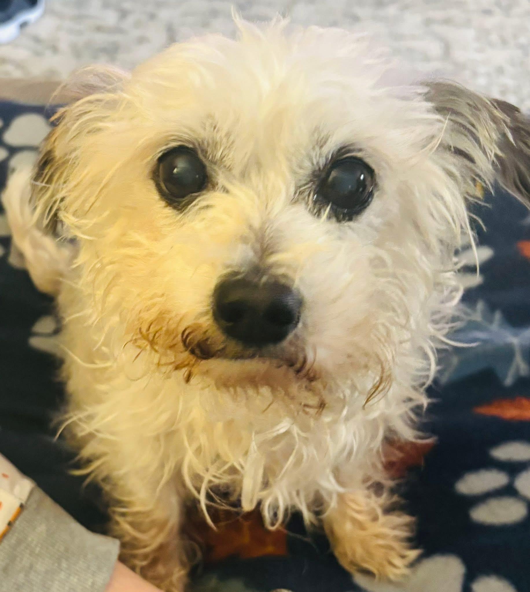 Enlarge Henry, a Adoptable Terrier in Berlin, NJ image 1/3
