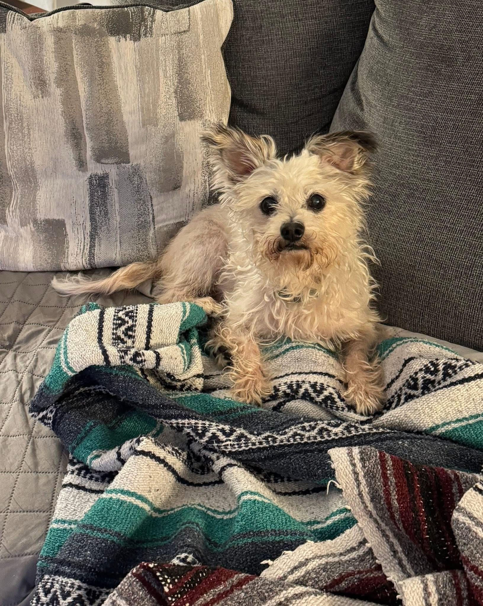 Enlarge Henry, a Adoptable Terrier in Berlin, NJ image 2/3