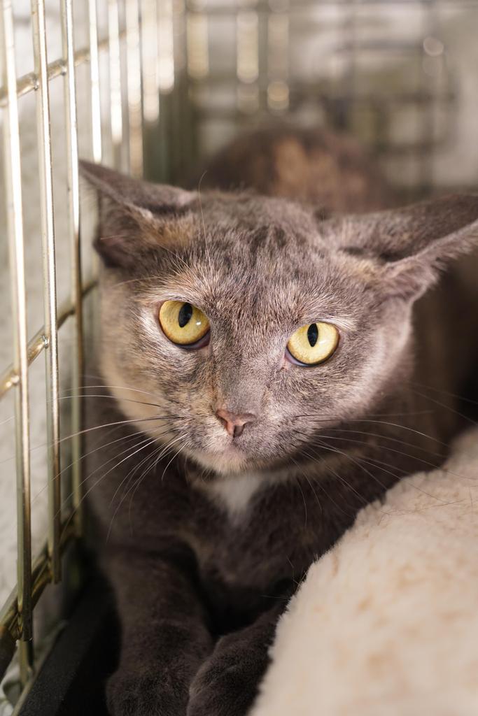 Enlarge Holiday, a Adoptable mixed breed in Saint Paul, MN image 2/6