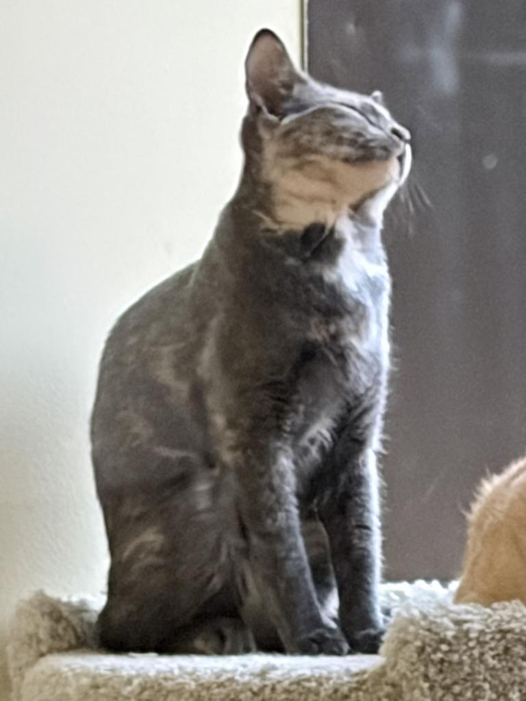 Enlarge Holiday, a Adoptable mixed breed in Saint Paul, MN image 4/6