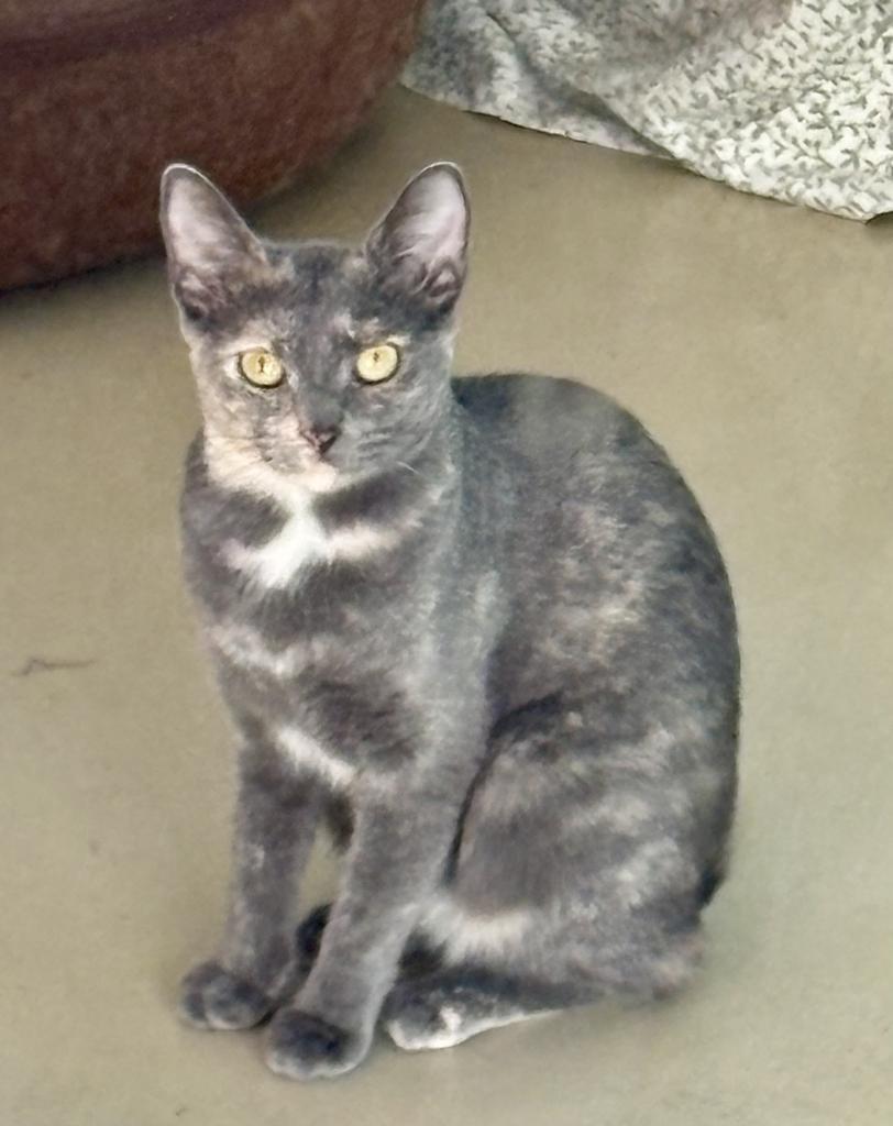 Holiday, a Adoptable mixed breed in Saint Paul, MN image 2/6