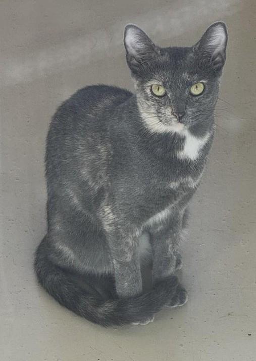 Holiday, a Adoptable mixed breed in Saint Paul, MN image 3/6