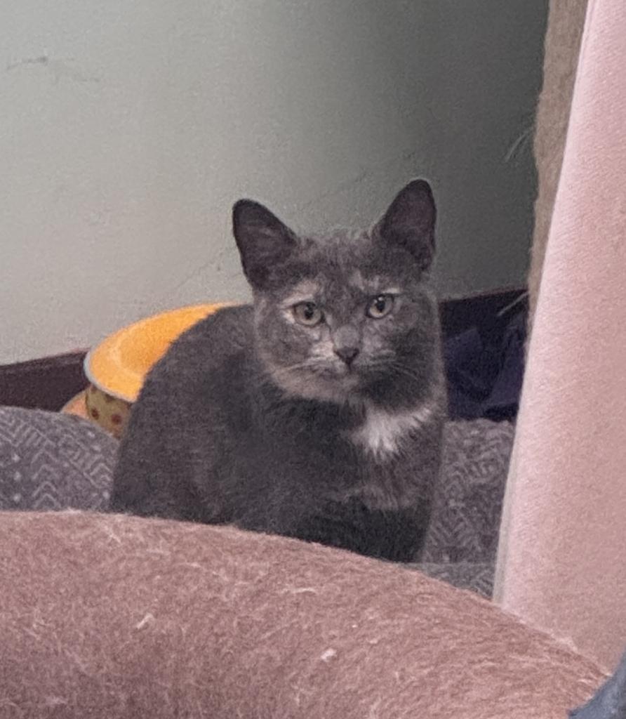 Holiday, a Adoptable mixed breed in Saint Paul, MN image 4/6