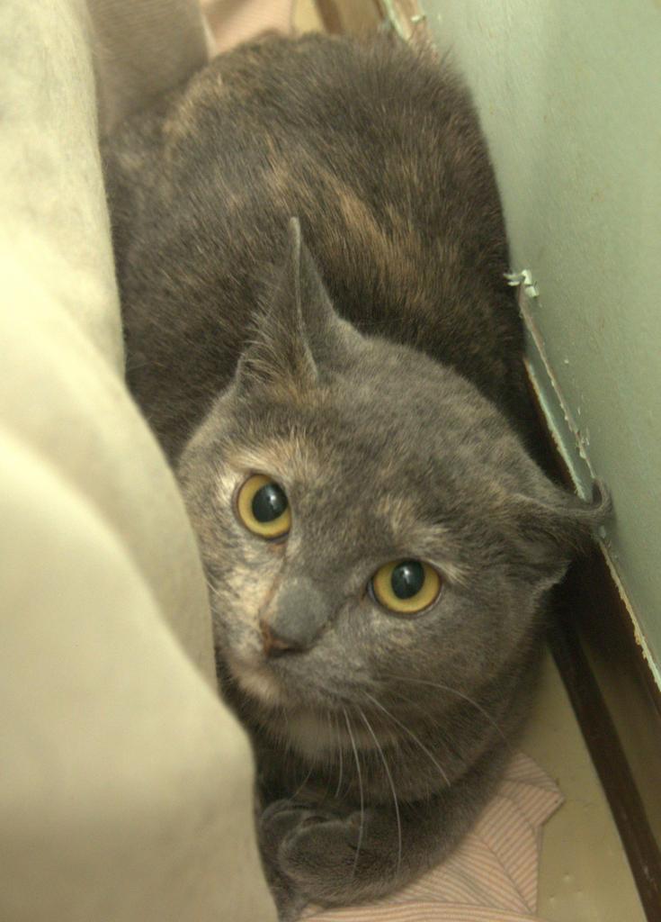 Holiday, a Adoptable mixed breed in Saint Paul, MN image 5/6