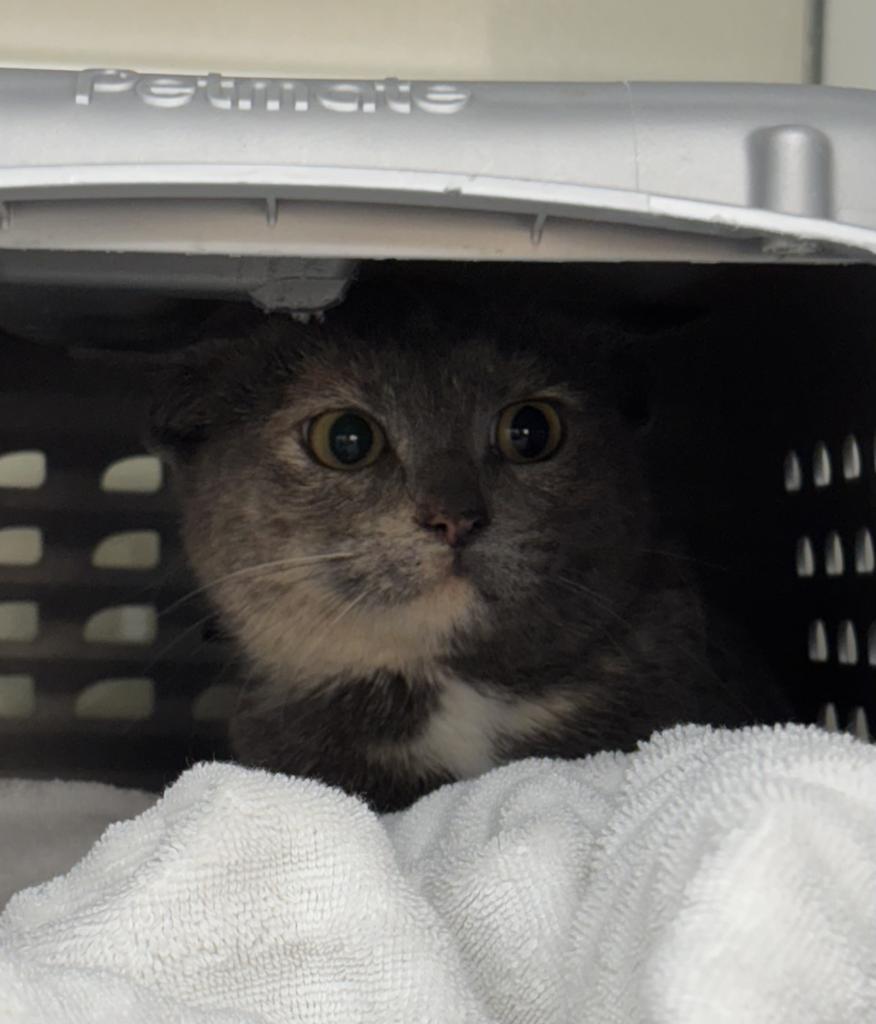 Holiday, a Adoptable mixed breed in Saint Paul, MN image 6/6