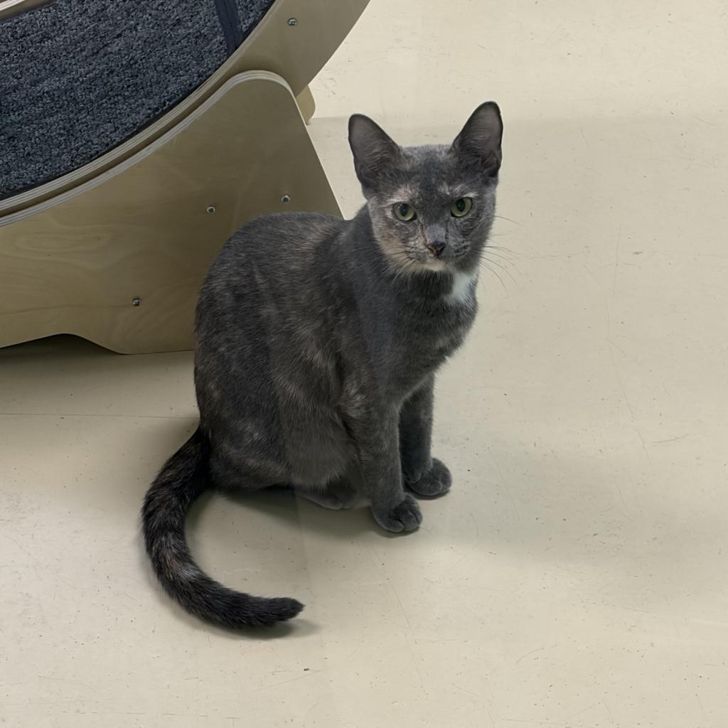 Enlarge Holiday, a Adoptable mixed breed in Saint Paul, MN image 5/6