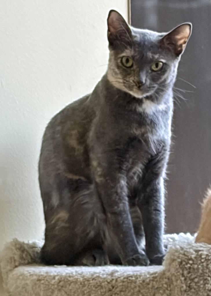 Enlarge Holiday, a Adoptable mixed breed in Saint Paul, MN image 6/6