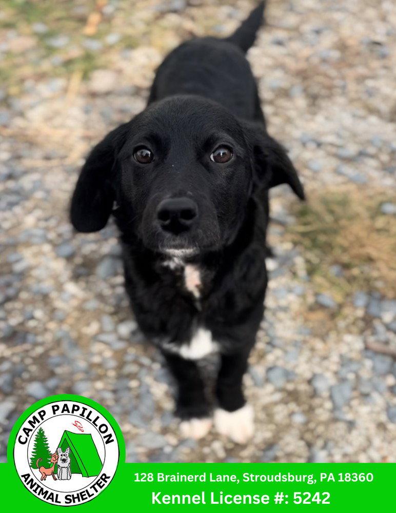 Nancy, Adoptable, Young Female Poodle & English Shepherd.