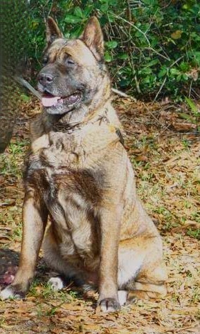 Enlarge Fred and Ginger, a Adoptable Akita in Jacksonville, FL image 1/4