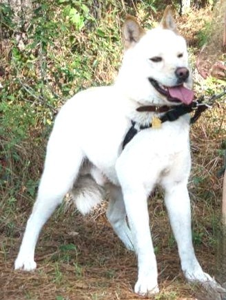 Enlarge Fred and Ginger, a Adoptable Akita in Jacksonville, FL image 2/4