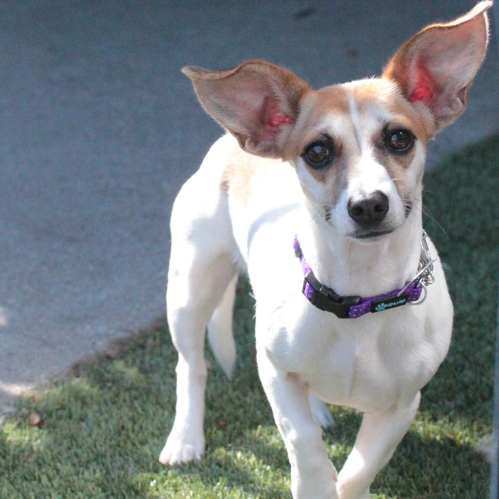 Petunia, Adoptable, Young Female Mixed Breed.