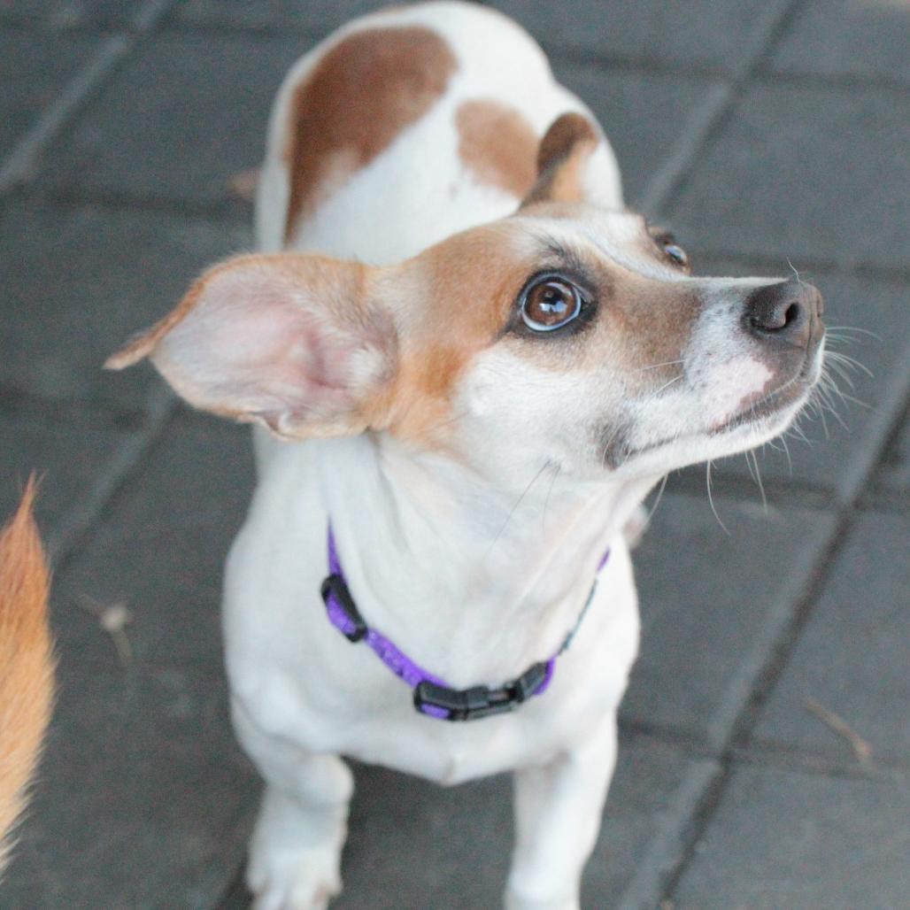 Petunia, a Adoptable Mixed Breed in San Francisco, CA image 2/6