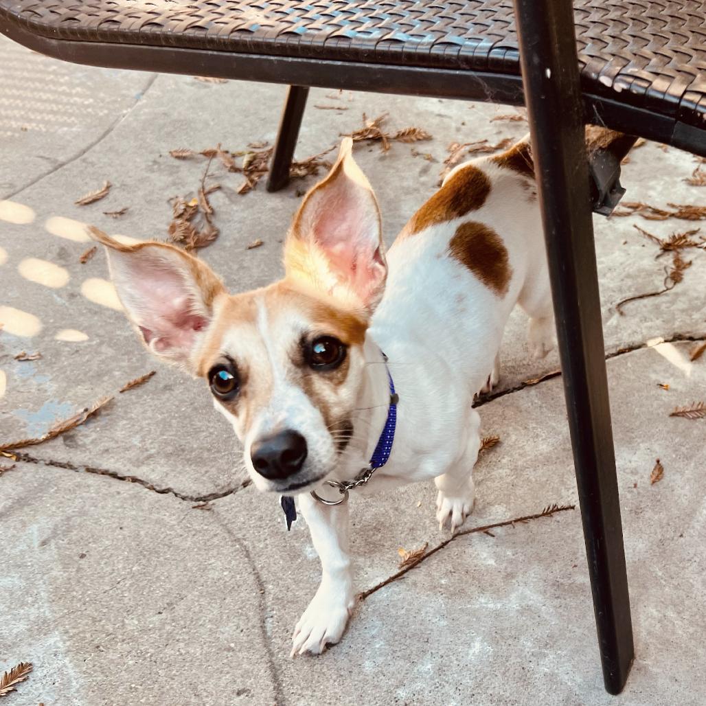 Petunia, a Adoptable Mixed Breed in San Francisco, CA image 3/6